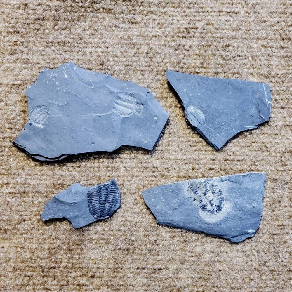 Trilobite Elrathia Fossils in Slate Stone Matrix - Delta Utah Set of 4